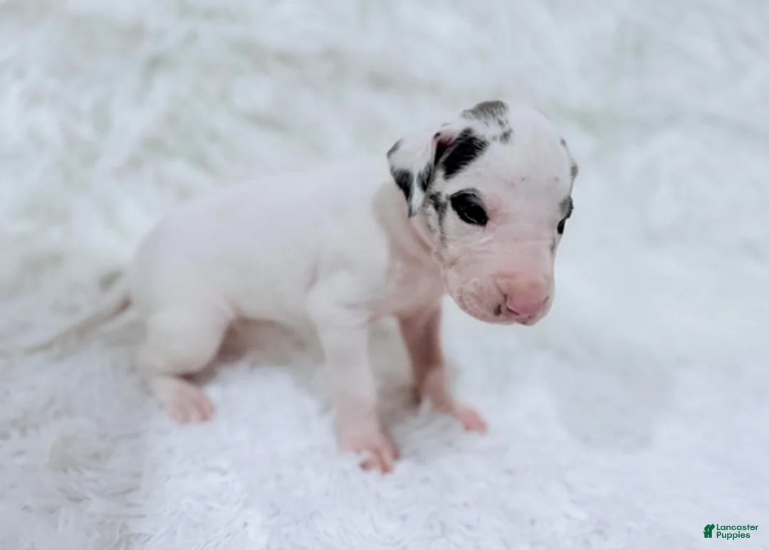 Great Dane dogs for sale: Eleven - Ad 7