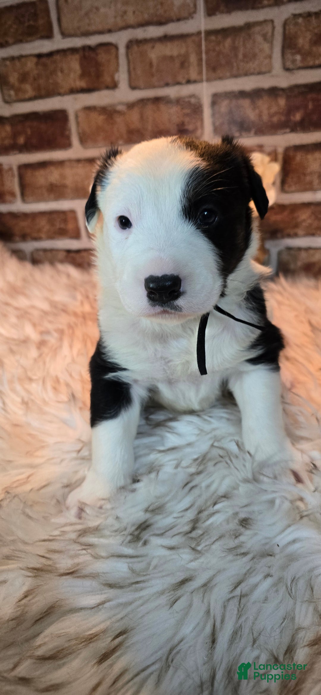 Mixed Breed dogs for sale: Willow - Ad 9