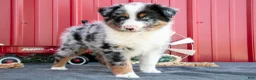 Miniature Australian Shepherd dogs for sale: Rocket - Ad 1