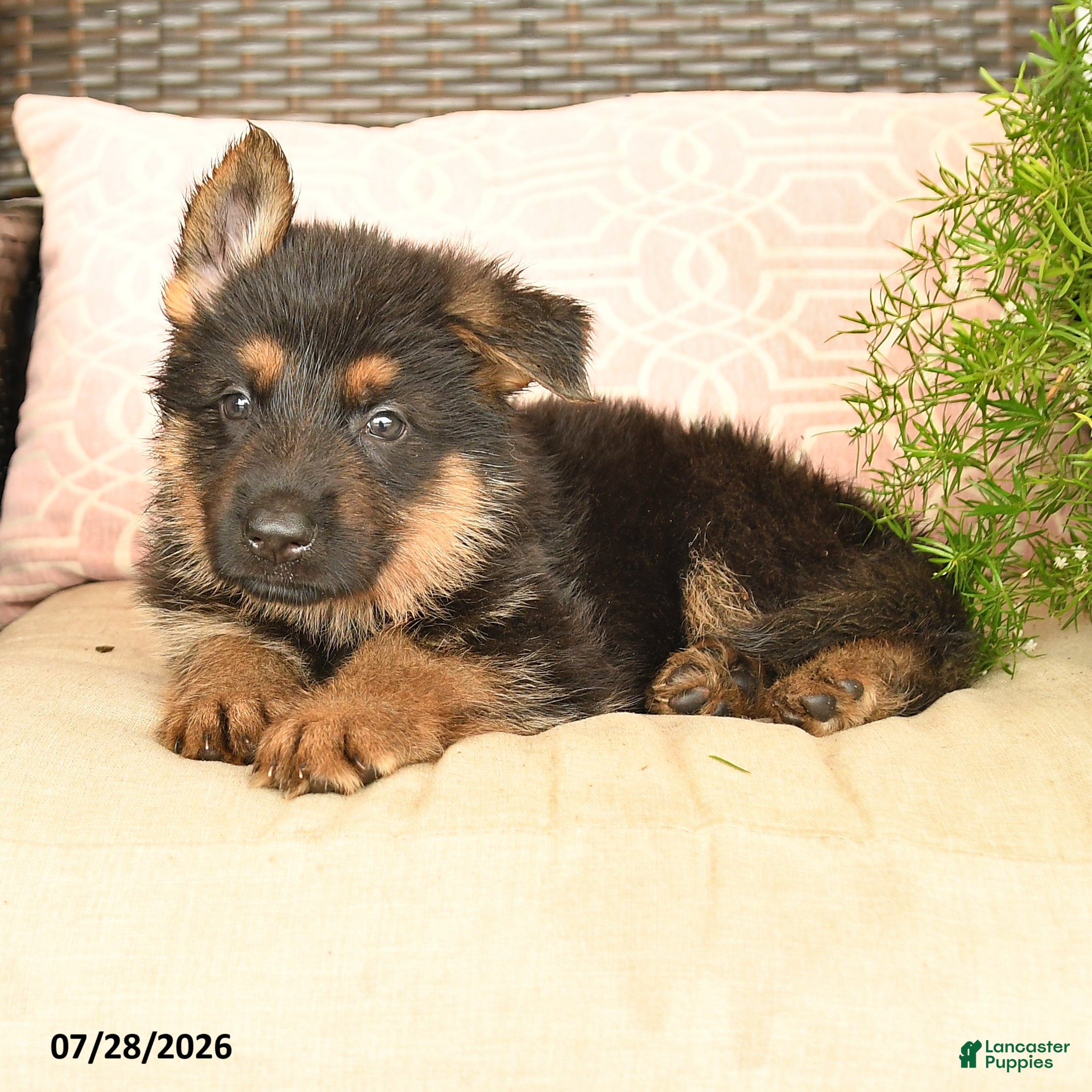 German Shepherd dogs Lincoln - Ad 2
