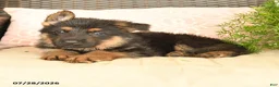 German Shepherd dogs for sale: Lincoln - Ad 2