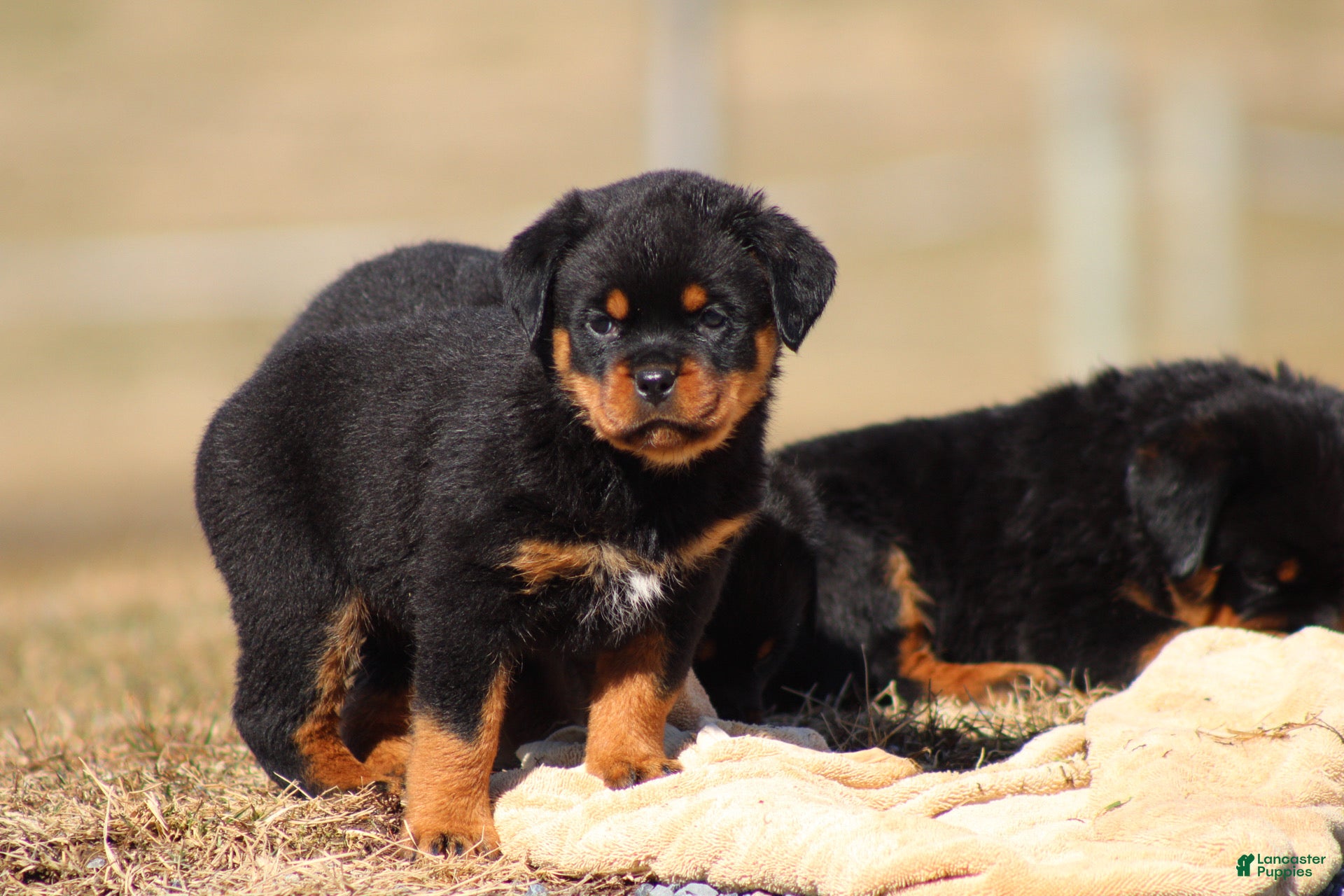 Rottweiler dogs Scarlet  - Ad 1