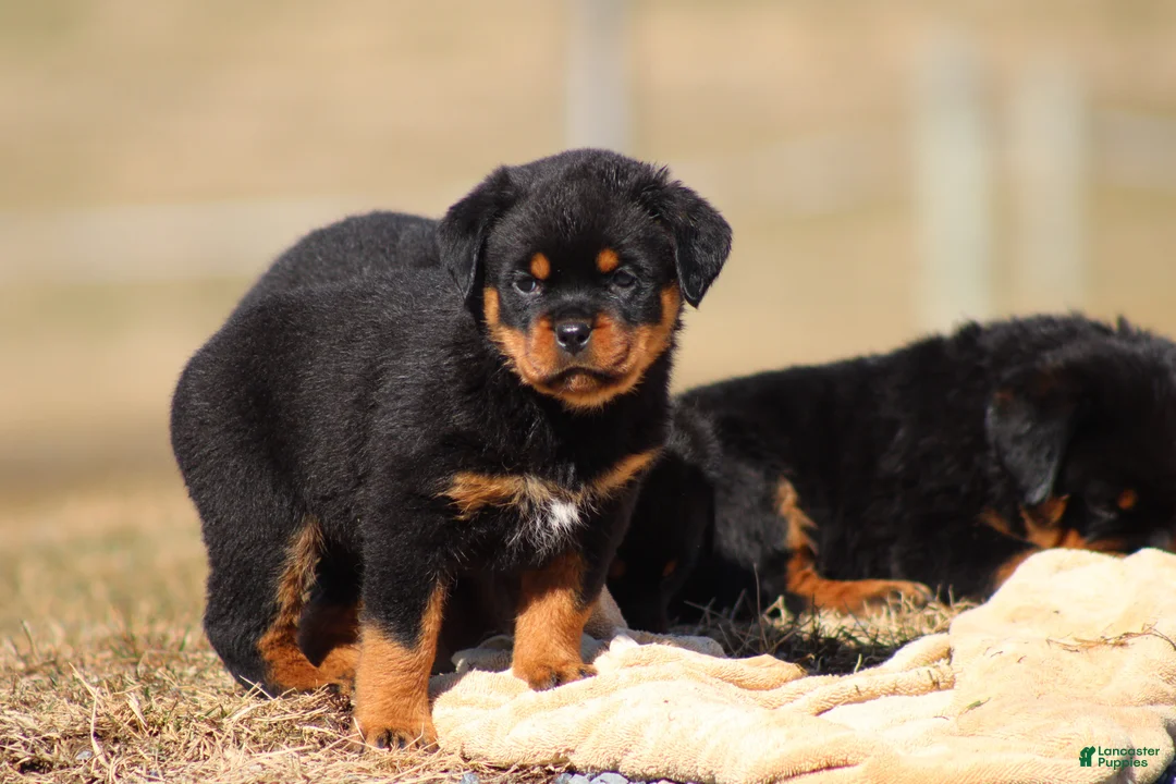 Rottweiler dogs for sale: Scarlet  - Ad 1