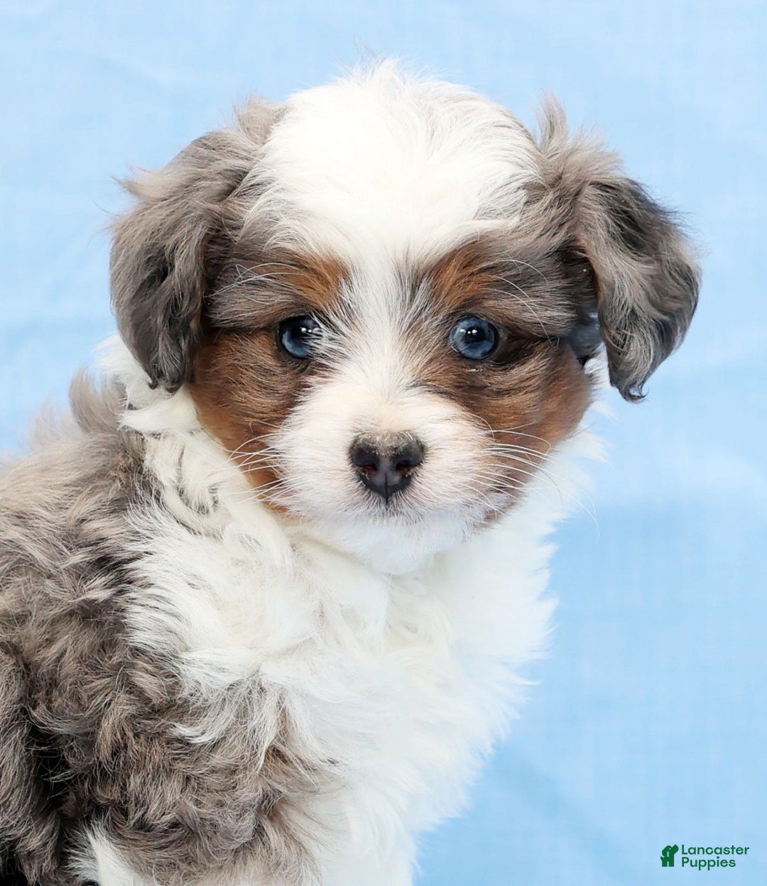 Mini Aussiedoodle dogs for sale: Wyatt - Ad 9