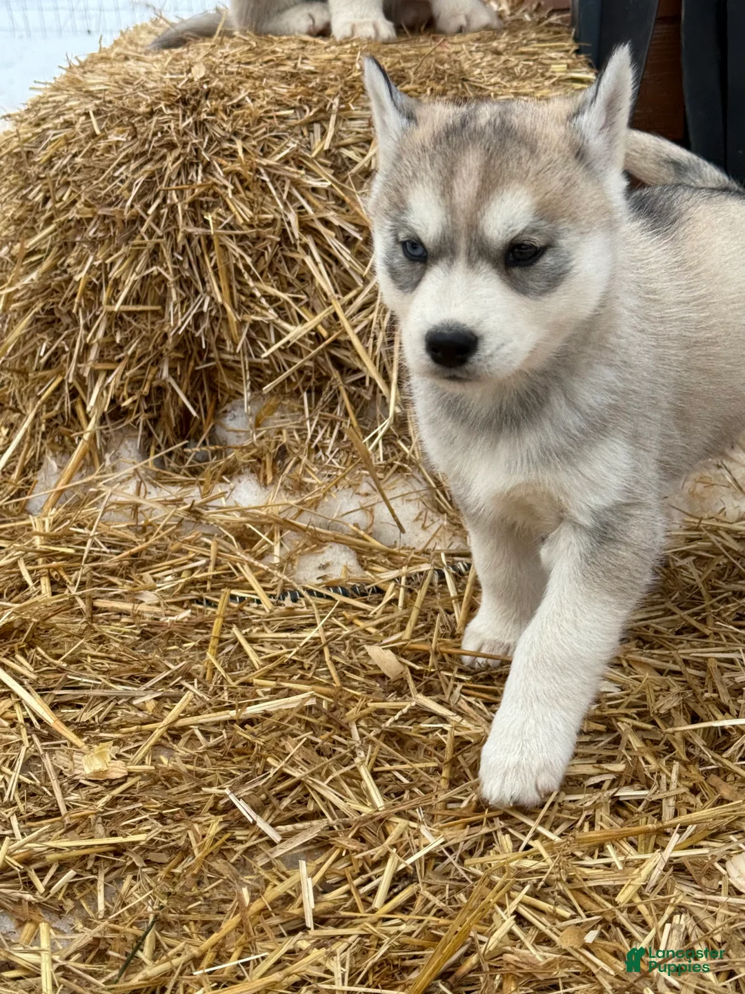 Siberian Husky dogs for sale: Sadie - Ad 1