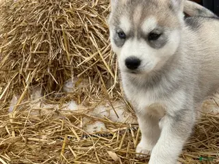 Siberian Husky dogs for sale: Sadie - Ad 3