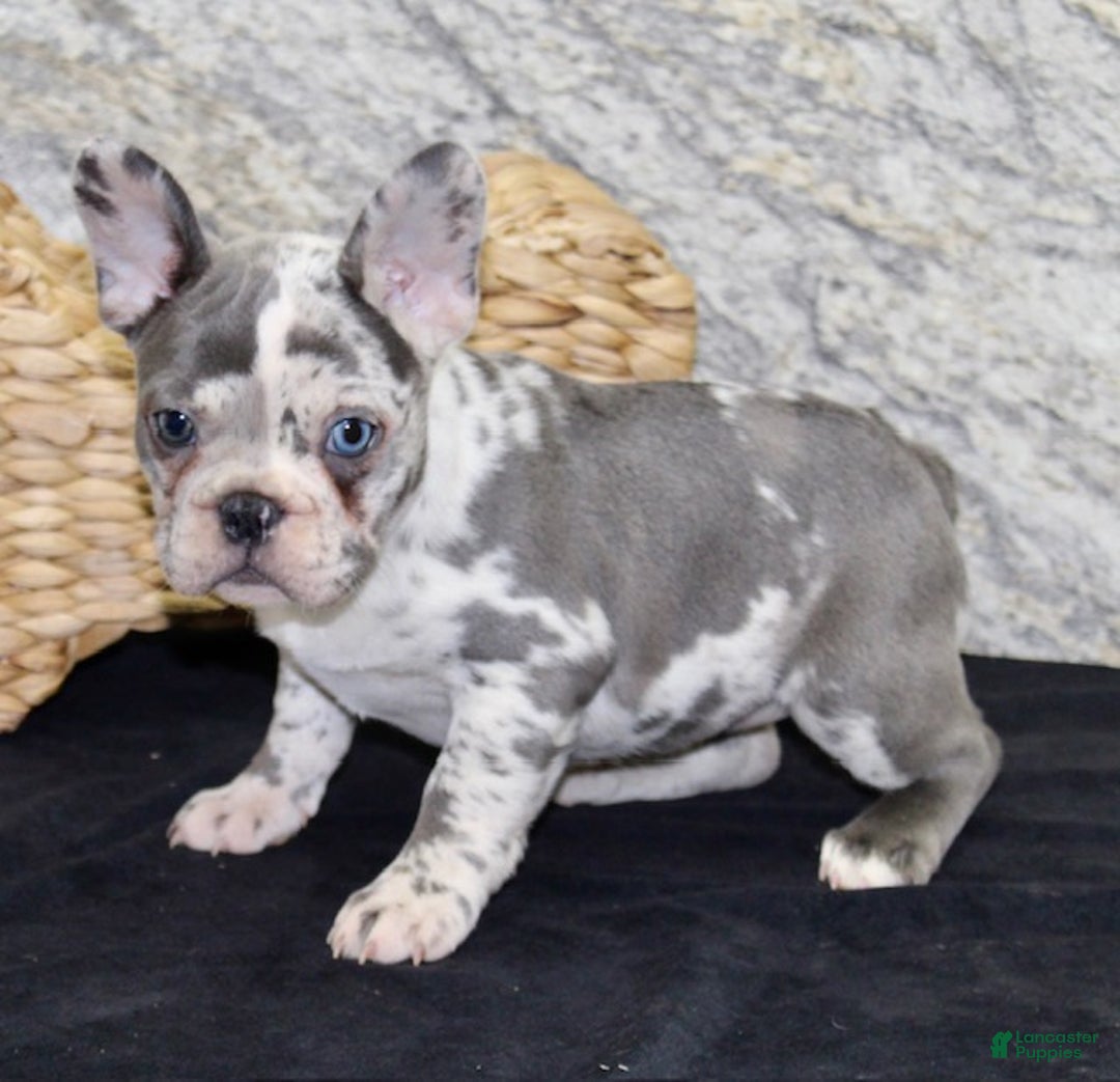 French Bulldog dogs for sale: Bella - Ad 5