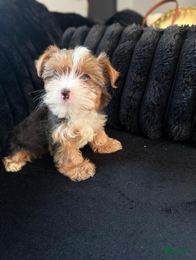 Yorkiepoo dogs Gucci - Ad 1
