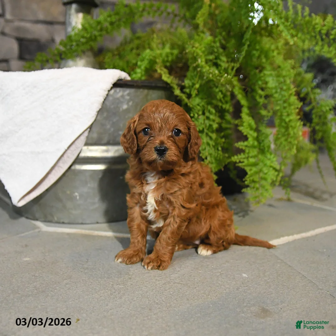 Cavapoo dogs for sale: Tulip - Ad 2