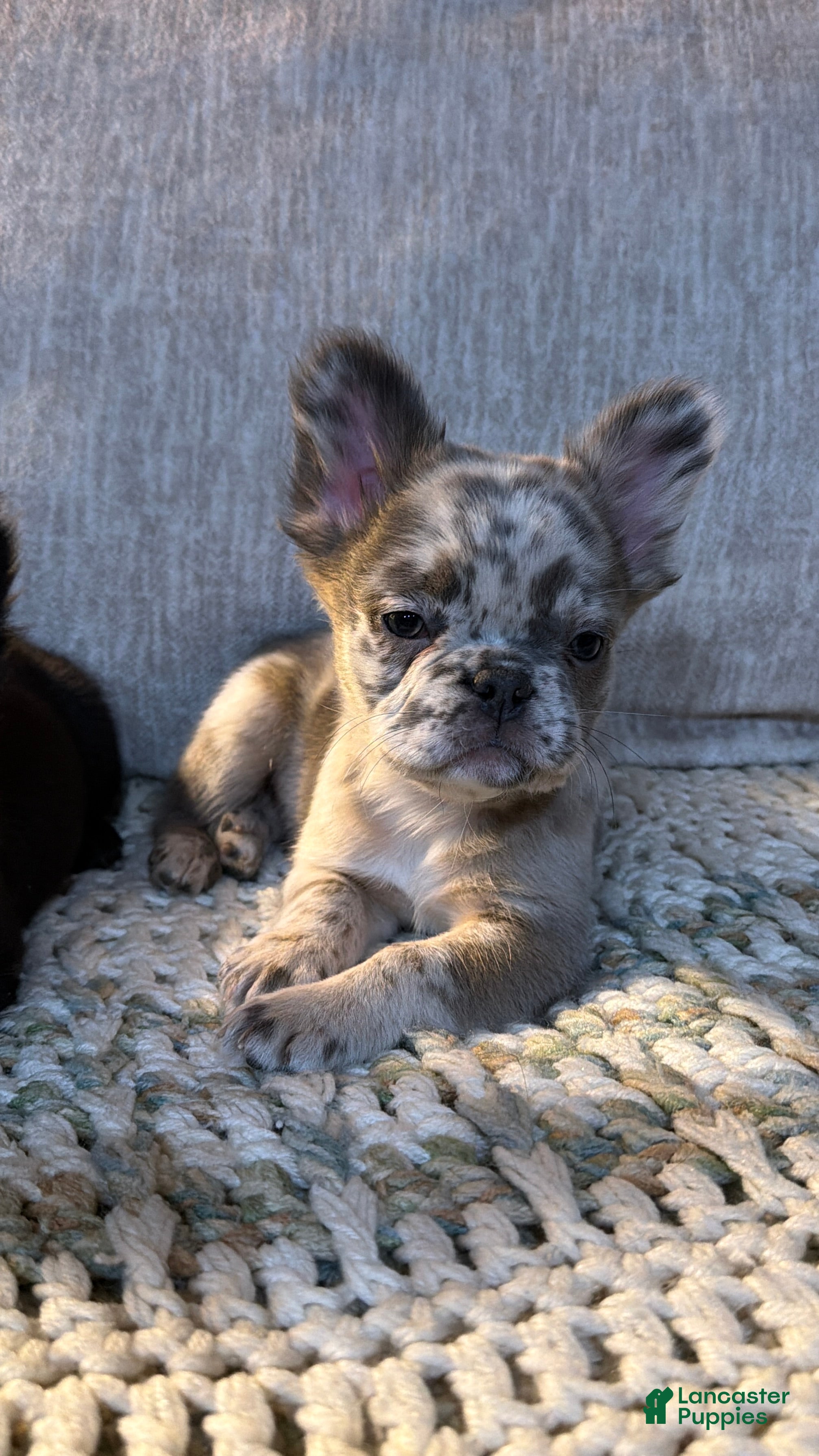 French Bulldog dogs Luigi -MALE Fluffy Big Rope - Ad 1