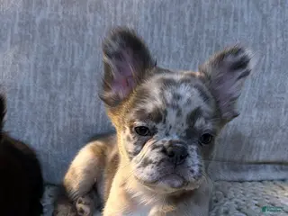 French Bulldog dogs Luigi -MALE Fluffy Big Rope - Ad 1