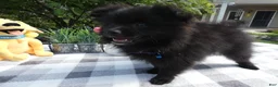 Pomeranian dogs for sale: Pomeranian 5 Ralinda - Ad 2