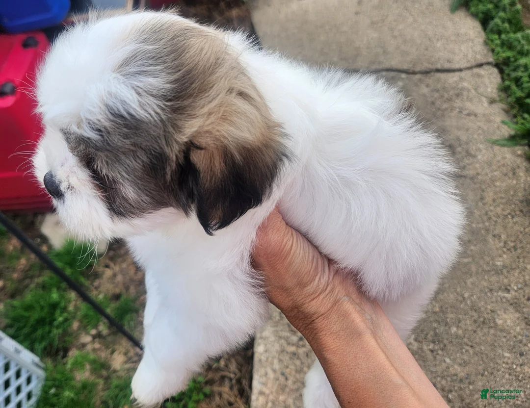 Shih Tzu dogs for sale: Shih Tzu Puppy 2 - Ad 2