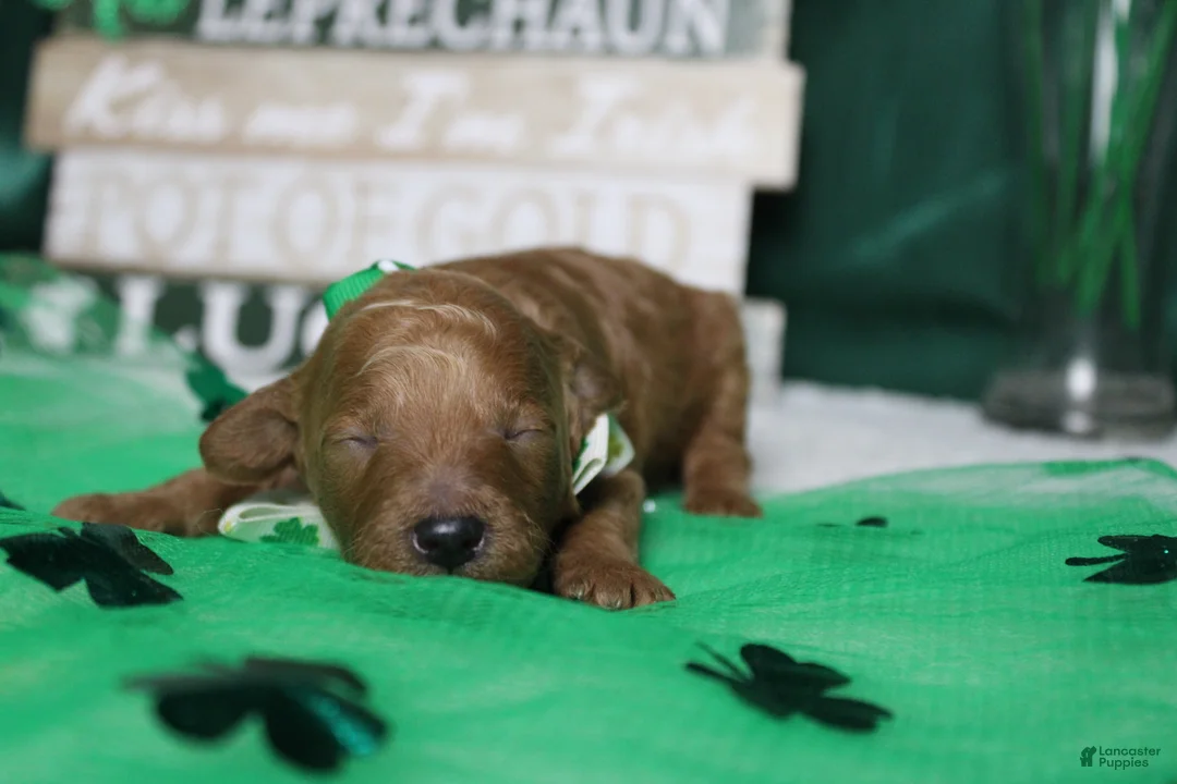 Miniature Poodle dogs for sale: Rufus  - Ad 6