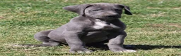Great Dane dogs for sale: Heather - Ad 9
