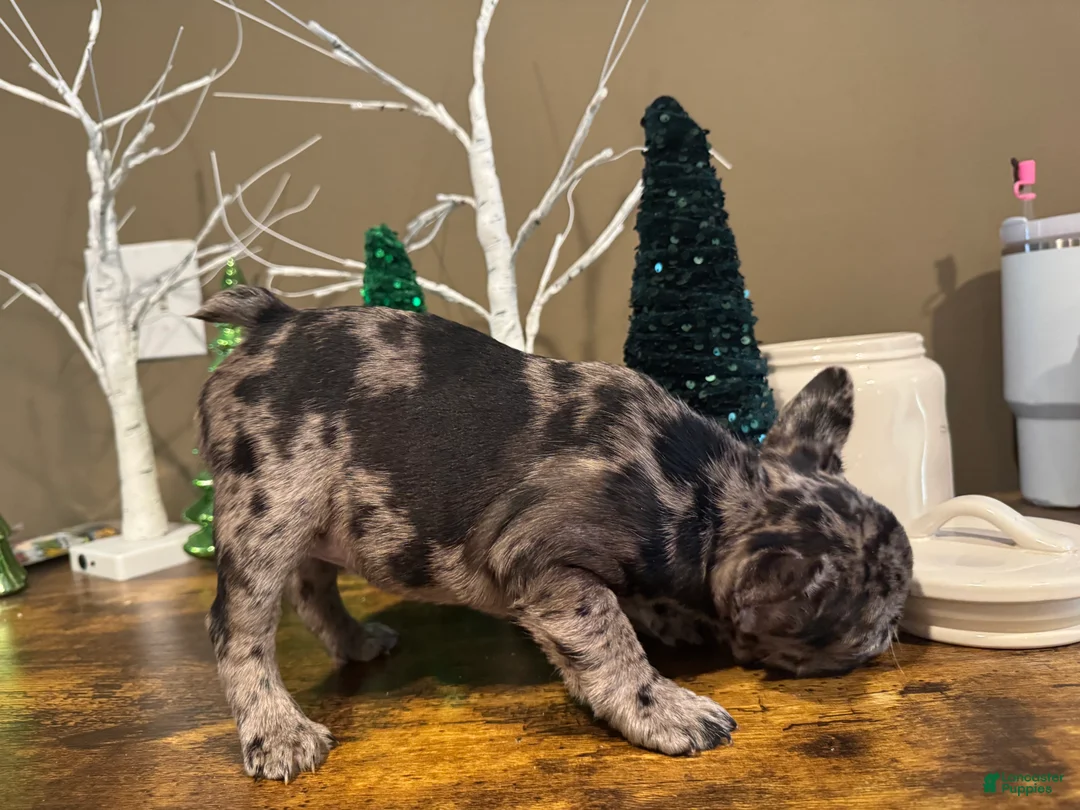 French Bulldog dogs for sale: French Bulldog Puppy 4 - Ad 8