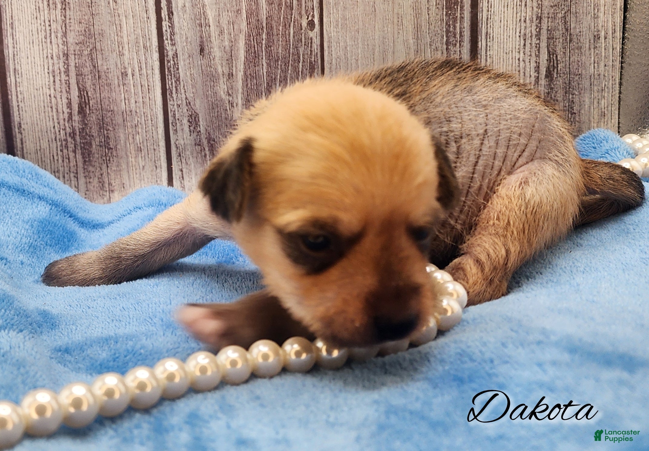 Mixed Breed dogs Dakota - Ad 21