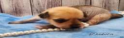 Mixed Breed dogs for sale: Dakota - Ad 7