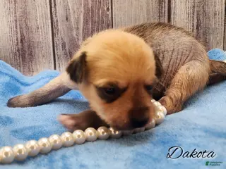 Mixed Breed dogs Dakota - Ad 21