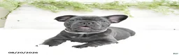 French Bulldog dogs for sale: Mandy - Ad 1