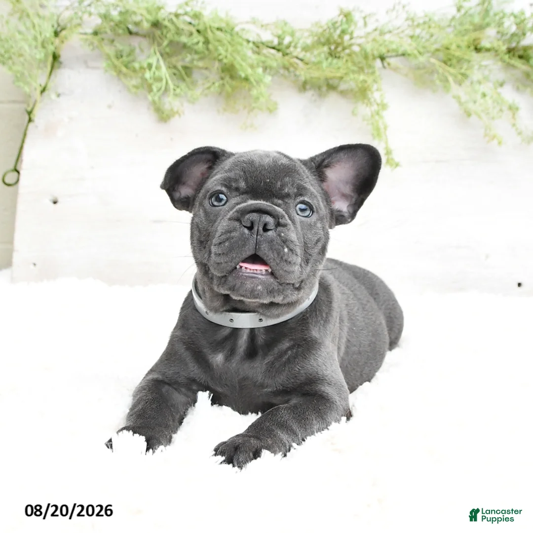 French Bulldog dogs for sale: Mandy - Ad 1