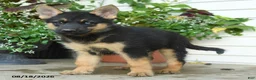 Gerberian Shepsky dogs for sale: Trixie - Ad 5