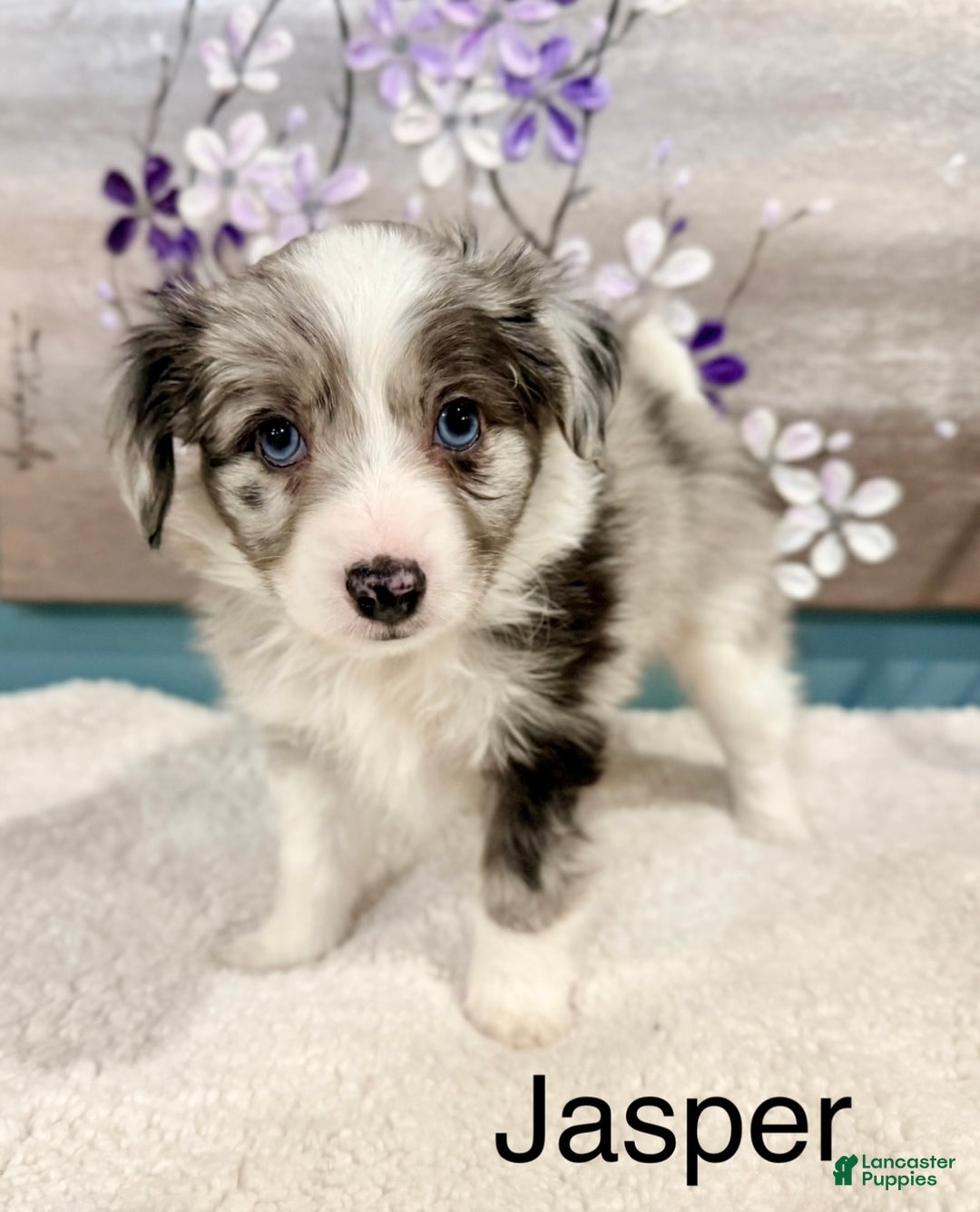 Mixed Breed dogs for sale: Jasper - Ad 1