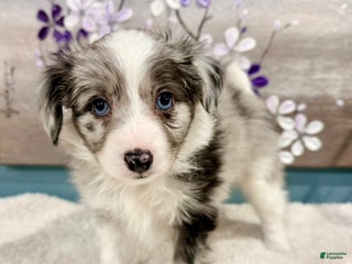 Mixed Breed dogs Jasper - Ad 18