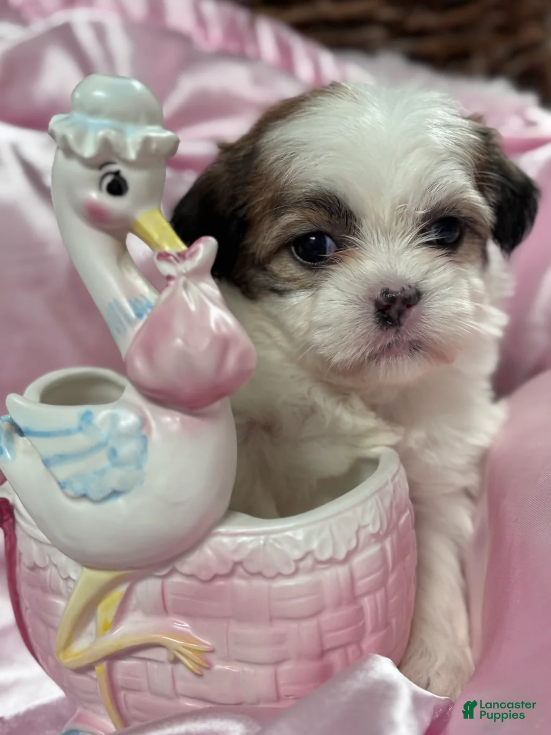 Malshi dogs for sale: Malshi Puppy 1 - Ad 1