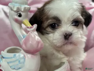 Malshi dogs Malshi Puppy 1 - Ad 1