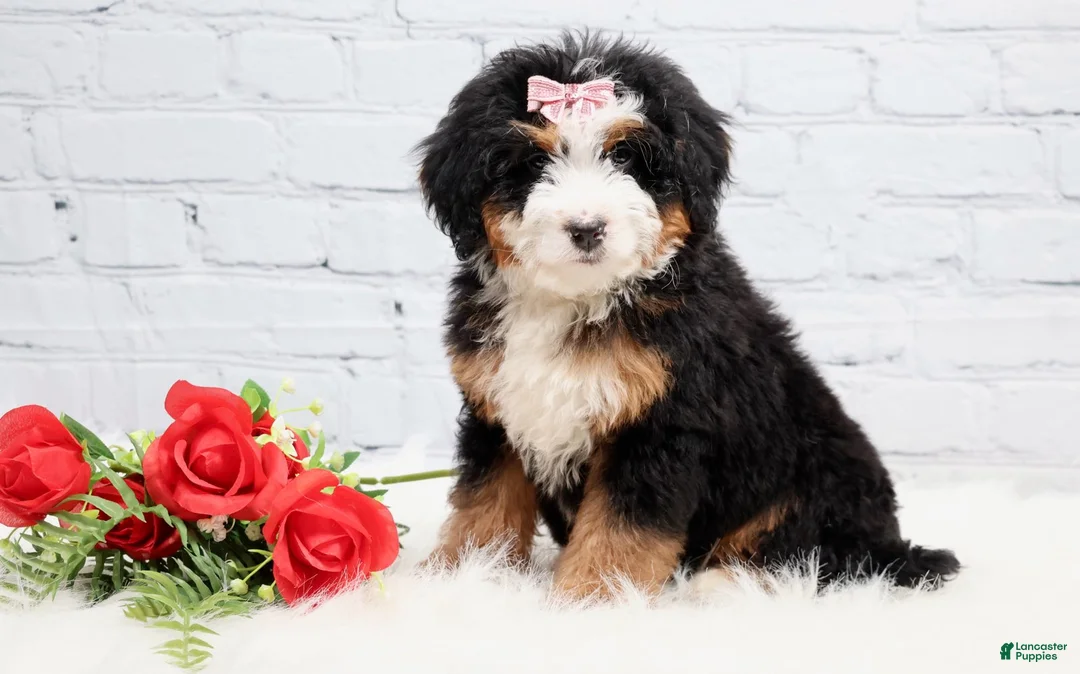 Mini Bernedoodle dogs for sale: Demi - Ad 3