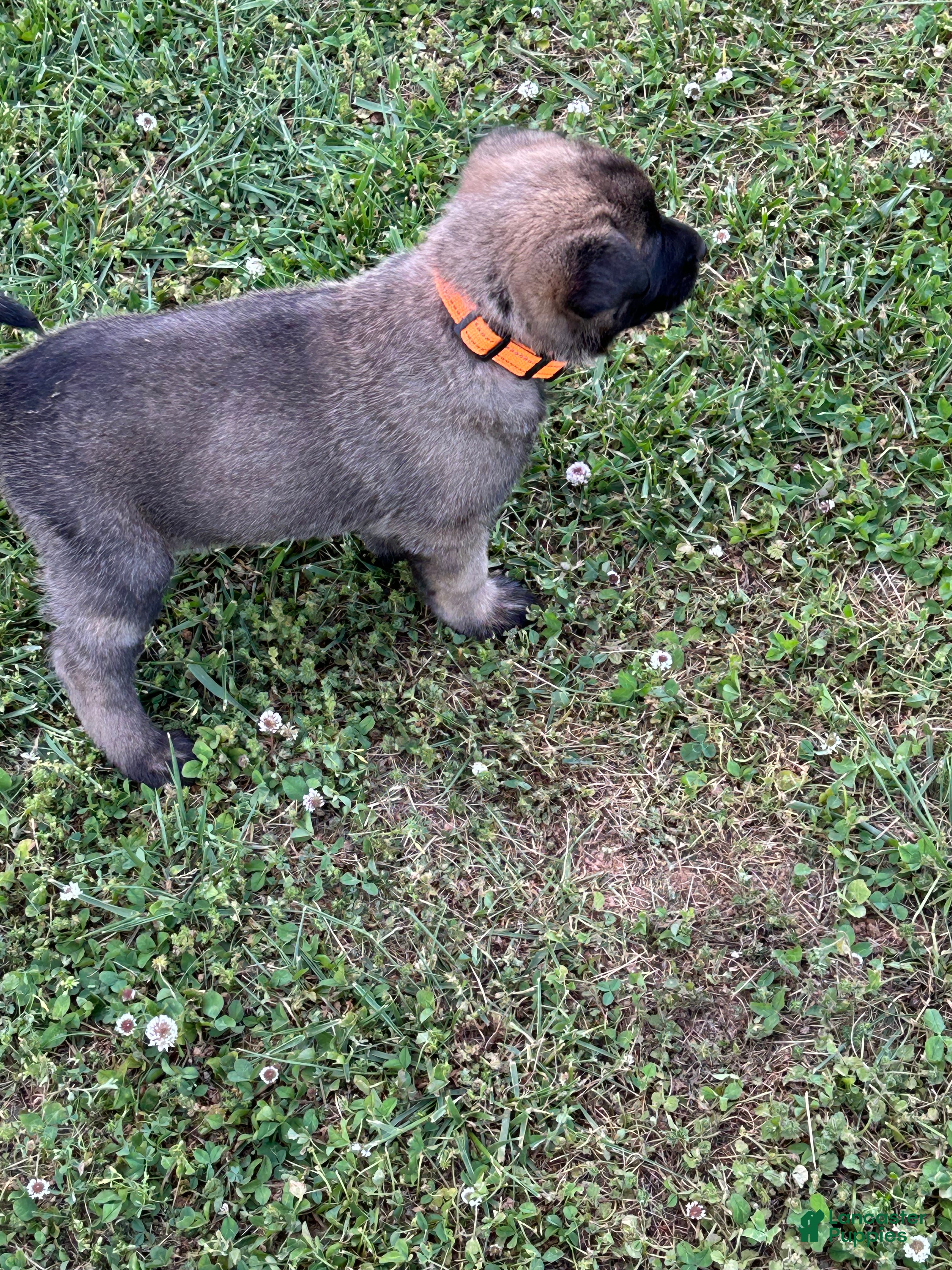 Belgian Malinois dogs Belgian Malinois Puppy 5 - Ad 5