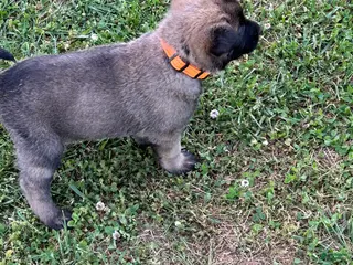 Belgian Malinois dogs Belgian Malinois Puppy 5 - Ad 5