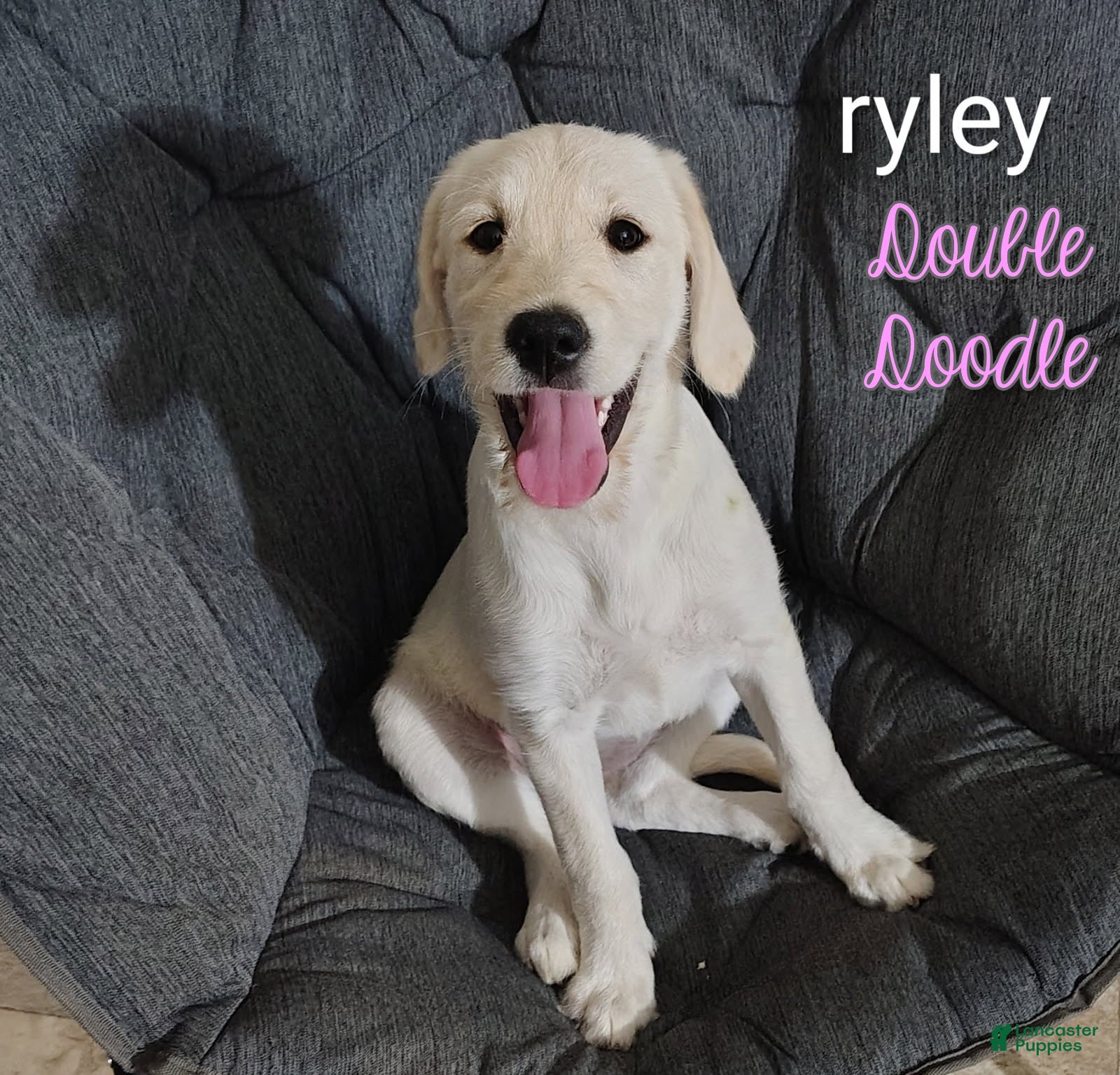 Labradoodle dogs Ryley - Ad 22