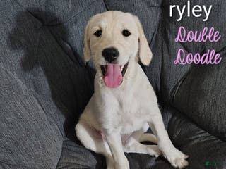 Labradoodle dogs Ryley - Ad 22