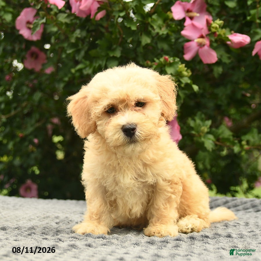 Mixed Breed dogs Adam  - Ad 1