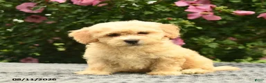Adam 