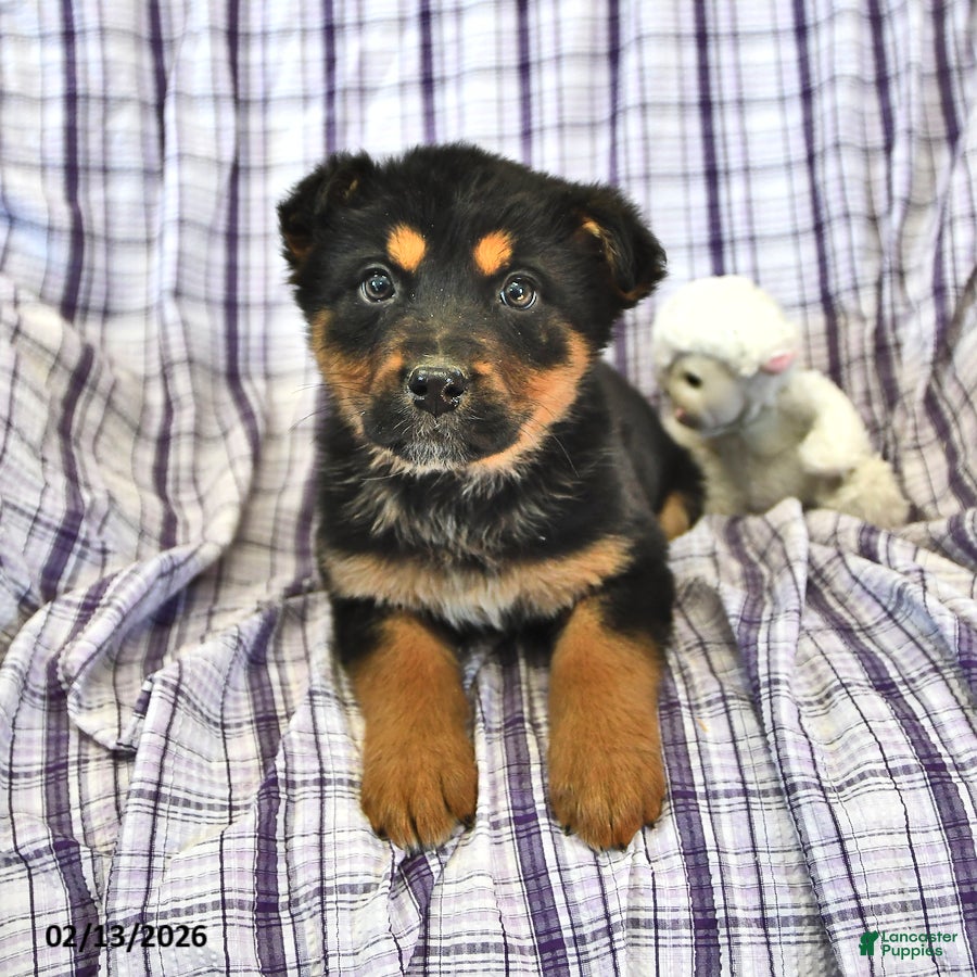 Mixed Breed dogs Hazel  - Ad 39