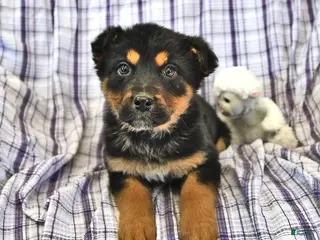 Mixed Breed dogs Hazel - Ad 39