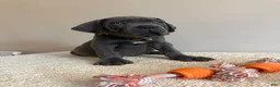 Cane Corso dogs for sale: Hulk  - Ad 3