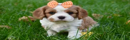 Cavalier King Charles Spaniel dogs for sale: Vera - Ad 5