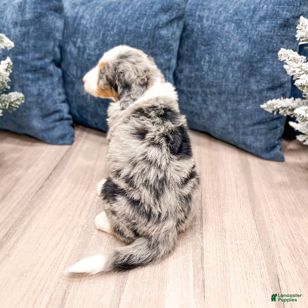 Mini Bernedoodle dogs for sale: Henry - Ad 6