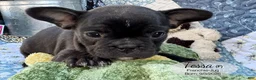 French Bulldog dogs for sale: Tessa - Ad 3