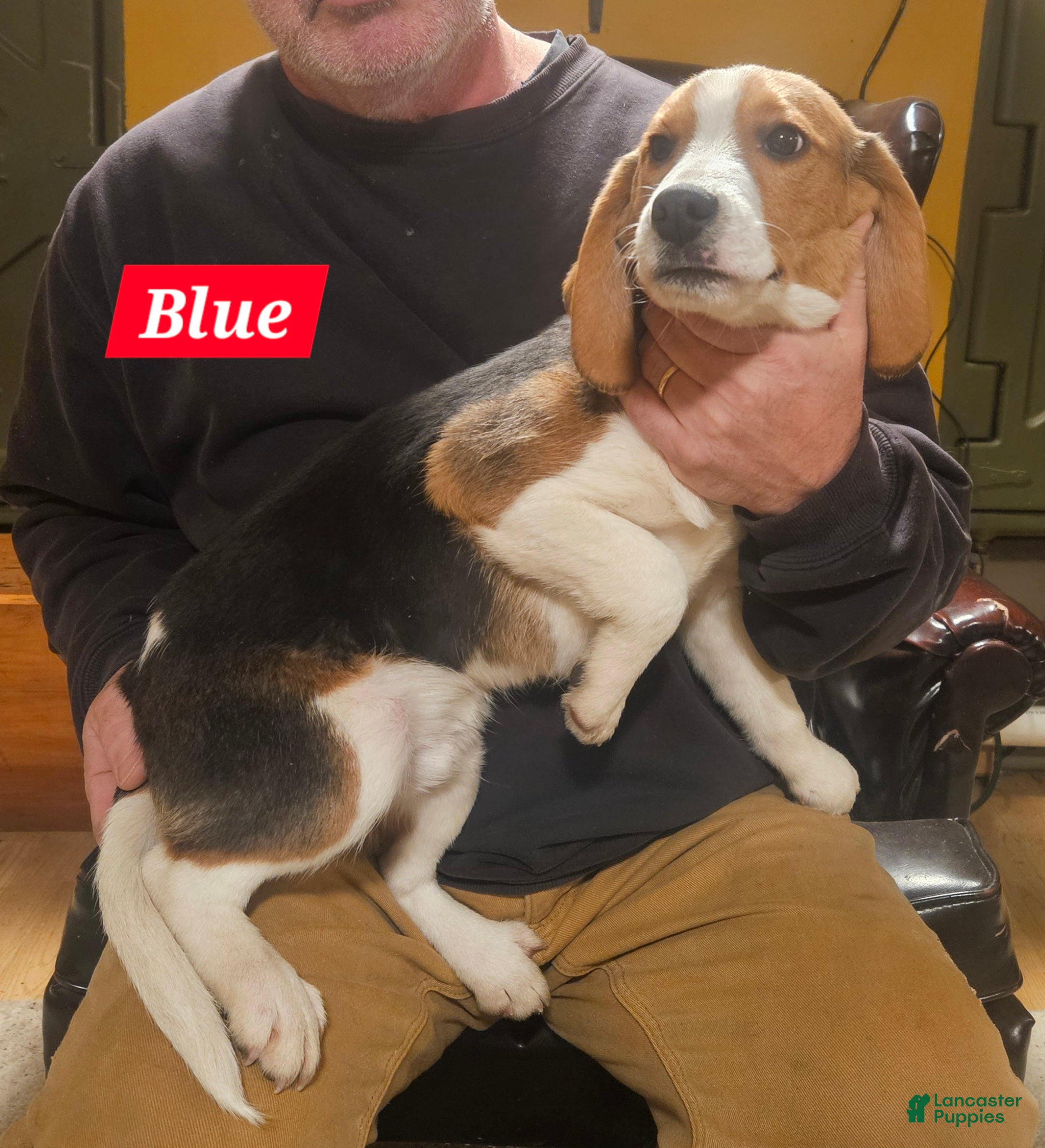 Beagle dogs Blue - Ad 2