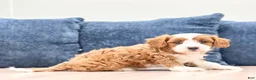 Cavapoo dogs for sale: Trixie - Ad 7
