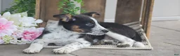 Mixed Breed dogs for sale: Bennett - Ad 6