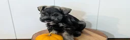 Miniature Schnauzer dogs for sale: Cleo - Ad 7