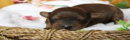 Yorkiepoo dogs for sale: Trusty - Ad 1