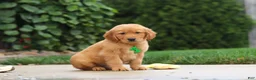 Golden Retriever dogs for sale: Moose — Your New Golden Best Friend! 🐾 - Ad 6