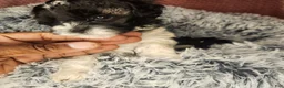 Shihpoo dogs for sale: Shihpoo 5 - Ad 3